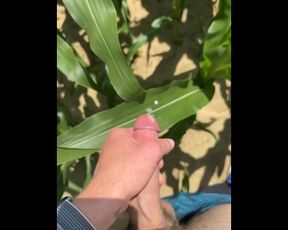 got horny in a corn field