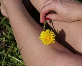 Dandelion 2